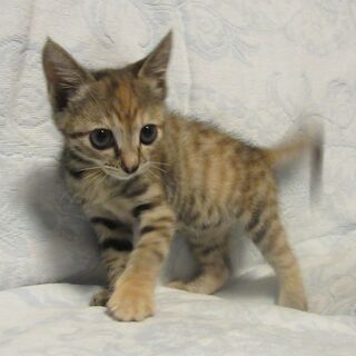 保護猫の麦ちゃん　生後２か月の女の子です。　