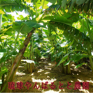 沖縄県産★有機栽培★銀バナナ🍌🍌の画像
