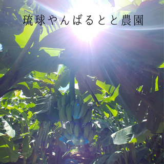 沖縄県産★有機栽培★銀バナナ🍌🍌の画像