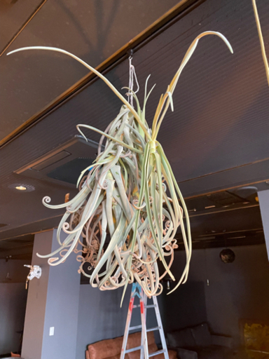 エアープランツL