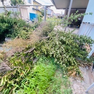 伐採した庭木、無料で譲ります！の画像