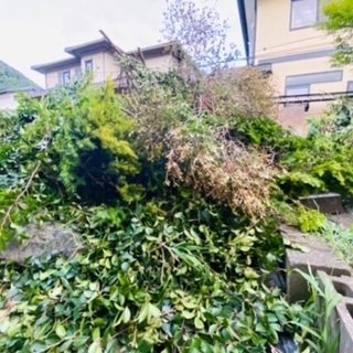 伐採した庭木、無料で譲ります！の画像