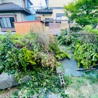 伐採した庭木、無料で譲ります！の画像