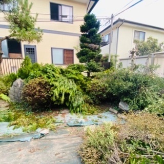 伐採した庭木、無料で譲ります！の画像