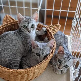保護猫　サバトラ親子　仲良し三兄弟