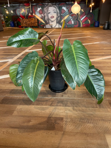 フィロデンドロン・ロジョコンゴ10号