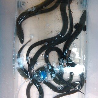 釣りや自然遊びで食卓を少しだけ楽しく豪華にしてみませんか？　　8/28の画像