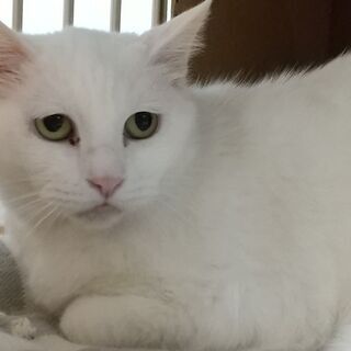 しろねこホーリー