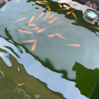 楊貴妃　紅帝　メダカ　ダルマの画像