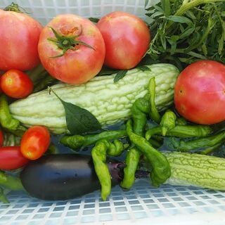 【無料】第26弾無料野菜　ゴーヤ　トマト　あまながなど