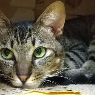青葉くん白血病、優しい家族が見つかりました。同キャリアの先住君と...