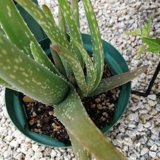 無農薬　アロエベラ ③　約1年弱　屋外栽培　観葉植物の画像