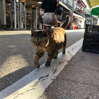 怪我をした地域猫(去勢サインのある野良猫)を病院に連れて行くお手...