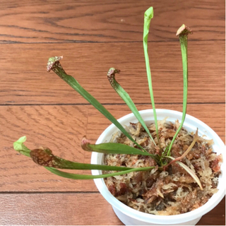 食虫植物　サラセニア　注意事項あり！