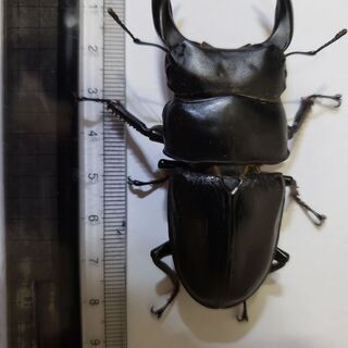 (売約済)国産オオクワガタ ペア オス78ミリ メス48ミリ 5...