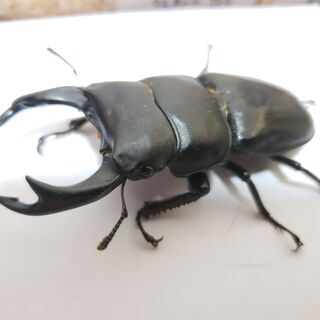 (売約済)国産オオクワガタ ペア オス78ミリ メス48ミリ 5月下旬う化【ノーブランド】の画像