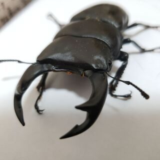 (売約済)国産オオクワガタ ペア オス78ミリ メス48ミリ 5月下旬う化【ノーブランド】の画像