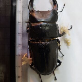 (値段下げました)国産オオクワガタ ペア オス77.3ミリ 6月...