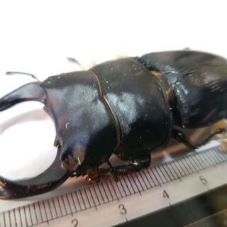 (値段下げました)国産オオクワガタ ペア オス77.3ミリ 6月下旬羽化 メス47.2ミリ 5月下旬羽化【ノーブランド】の画像