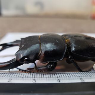 (値段下げました)国産オオクワガタ ペア オス77.3ミリ 6月下旬羽化 メス47.2ミリ 5月下旬羽化【ノーブランド】の画像
