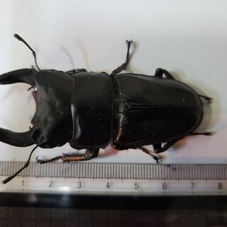 (値段下げました)国産オオクワガタ ペア オス75.8ミリ 5月...