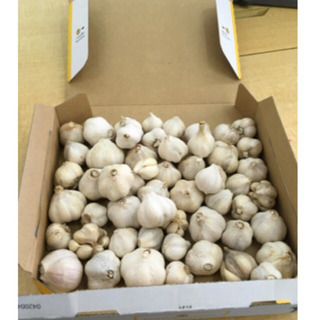 にんにく　M玉　1kg 農薬不使用　肥料不使用