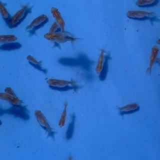 受付終了。当歳らんちゅう稚魚  3０匹
