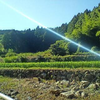 【決まりました】格安で太良町の山林(約5町)売ります。の画像