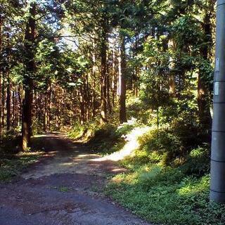 【決まりました】格安で太良町の山林(約5町)売ります。 - 藤津郡