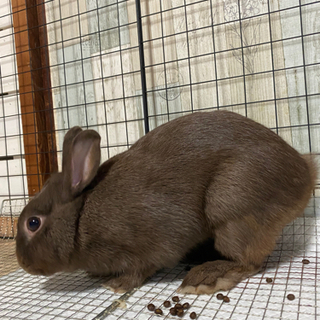 ネザーランドドワーフ