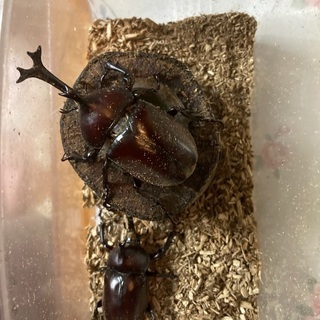 カブトムシ　オスのみ