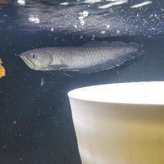 「決まりました」ブラックアロワナ　25〜30cm　熱帯魚　古代魚...