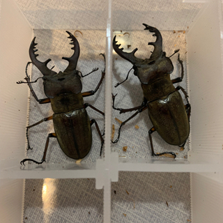 最終値下げ‼️天然ミヤマクワガタ　　６６ミリの画像