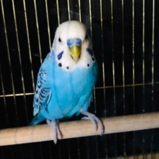 セキセイインコ雄の里親募集してます。