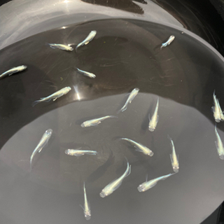 メダカ　TS幹之　幼魚〜若魚　画像の全ての画像