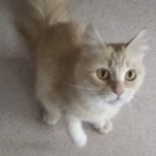 長毛の小柄な猫　リカちゃんの里親募集　今日からトライアルします。