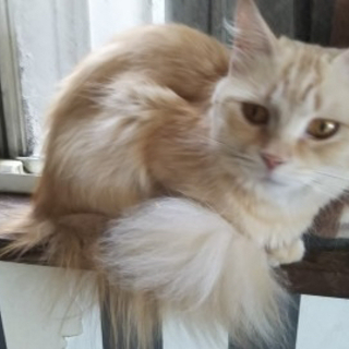 長毛の小柄な猫　リカちゃんの里親募集　今日からトライアルします。 - 伊勢崎市