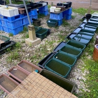 メダカ　ランダム30匹