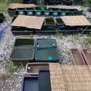 メダカ　ランダム30匹の画像