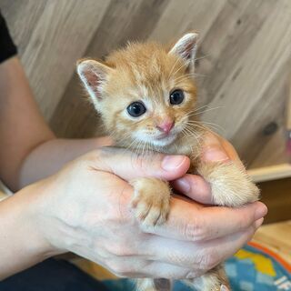とってもキュート💛チャトラの「じゅん」ちゃん♂