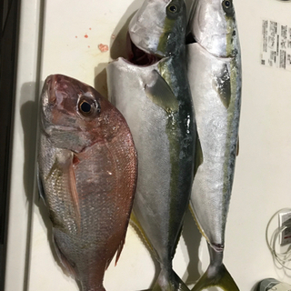 釣り堀のメンバー募集してます‼︎
