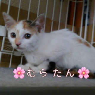 🌸超びびりっ子🌸ミケ女💗むらたん💗
