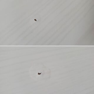 ニトリのローテーブルです。の画像