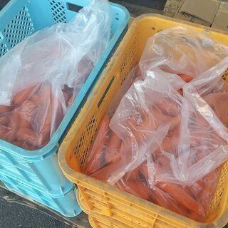 2ヵ月間★時給1050円★短期★野菜のピッキング作業の画像