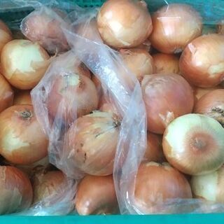 2ヵ月間★時給1050円★短期★野菜のピッキング作業の画像