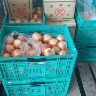 2ヵ月間★時給1050円★短期★野菜のピッキング作業の画像