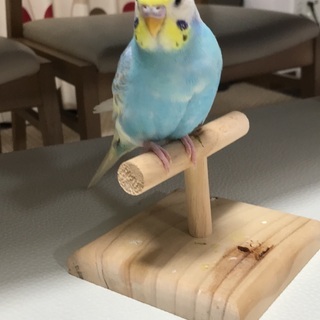 大津市セキセイインコ迷子