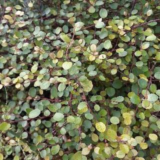 🍀ワイヤープランツ🍀グラウンドカバーに🍀