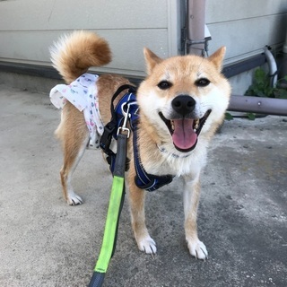 柴犬