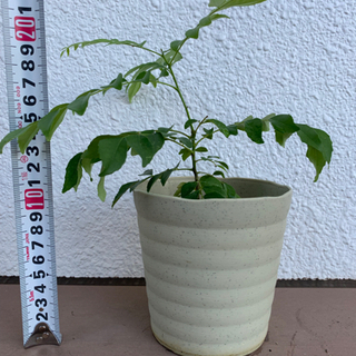 珍しいカレーリーフ🌿　　鉢ごと　